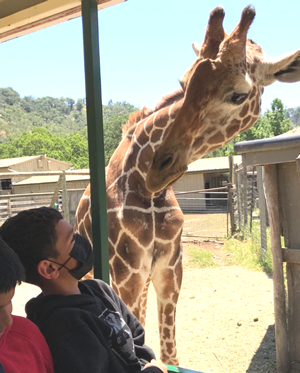 Boys looking at giraffe